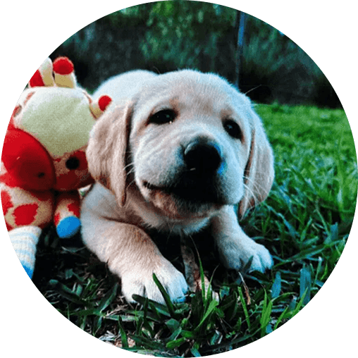 puppy-image